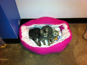 kittens 1